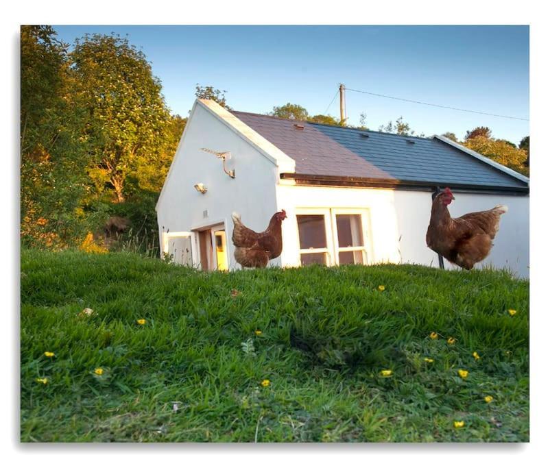 Cosy Self Contained Cottage With Stunning Views Killaloe Eksteriør bilde